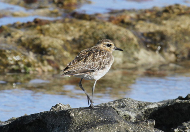  p>金鸻(学名: i>pluvialis fulva /i>):属中型 a target="_blank"