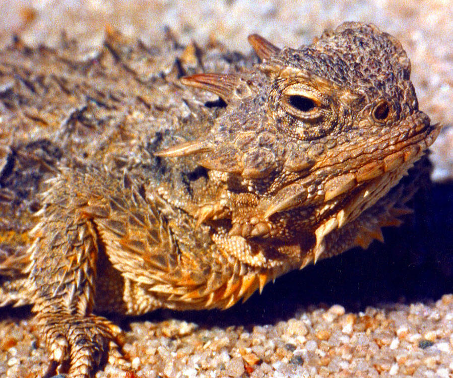 coronatum blainvile,别名冠状角蜥,英文名horned toad,horned lizard