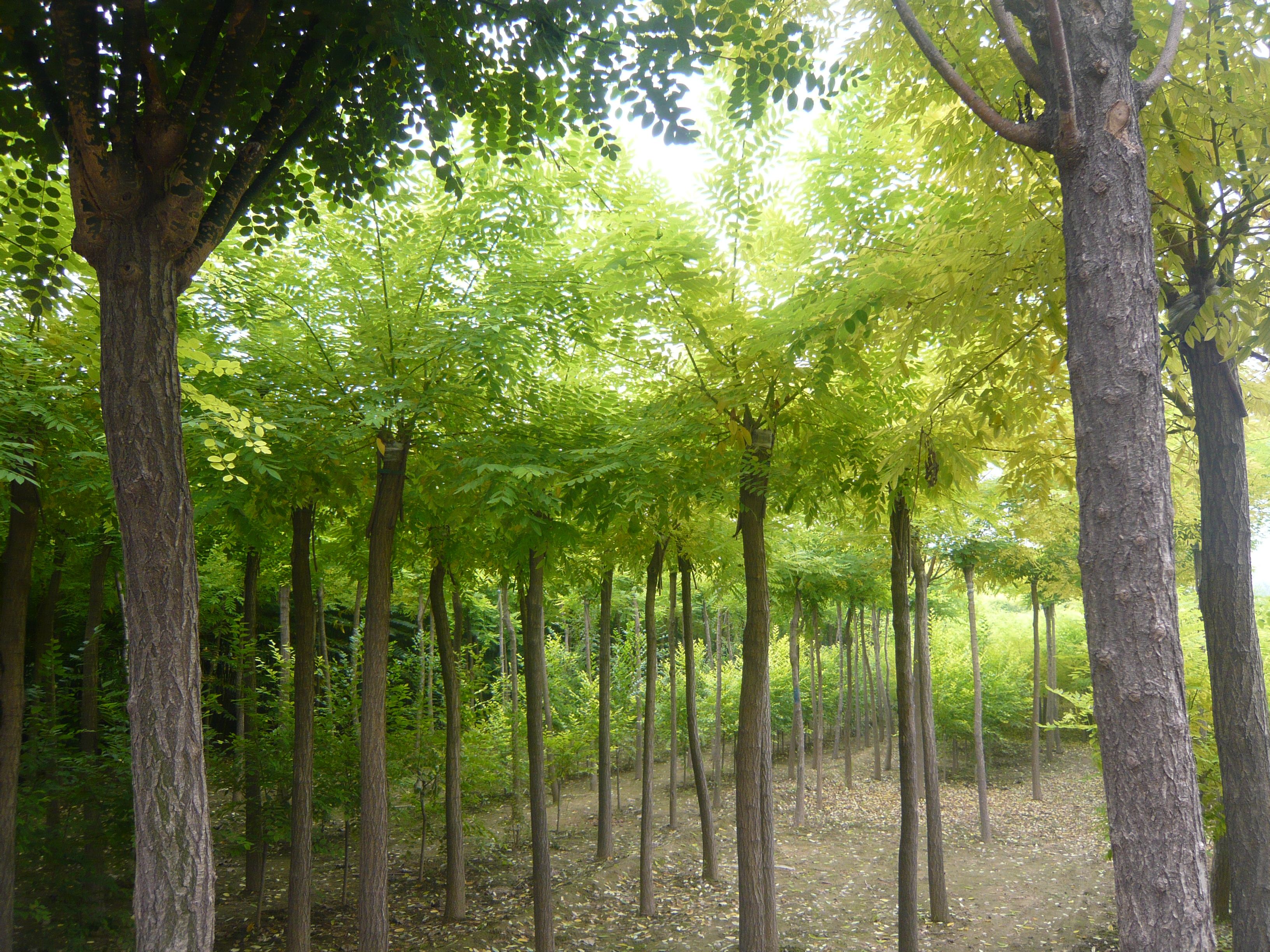 金叶国槐(金叶国槐叶序)