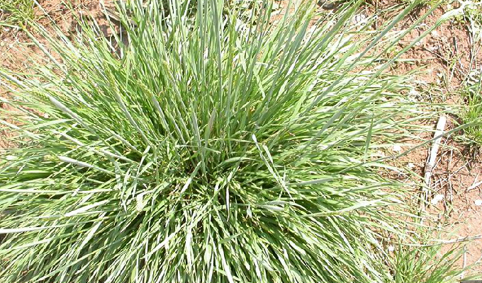  p>赖草属是被子植物门小麦族下的一个属,约30余种,分布于北半球温寒