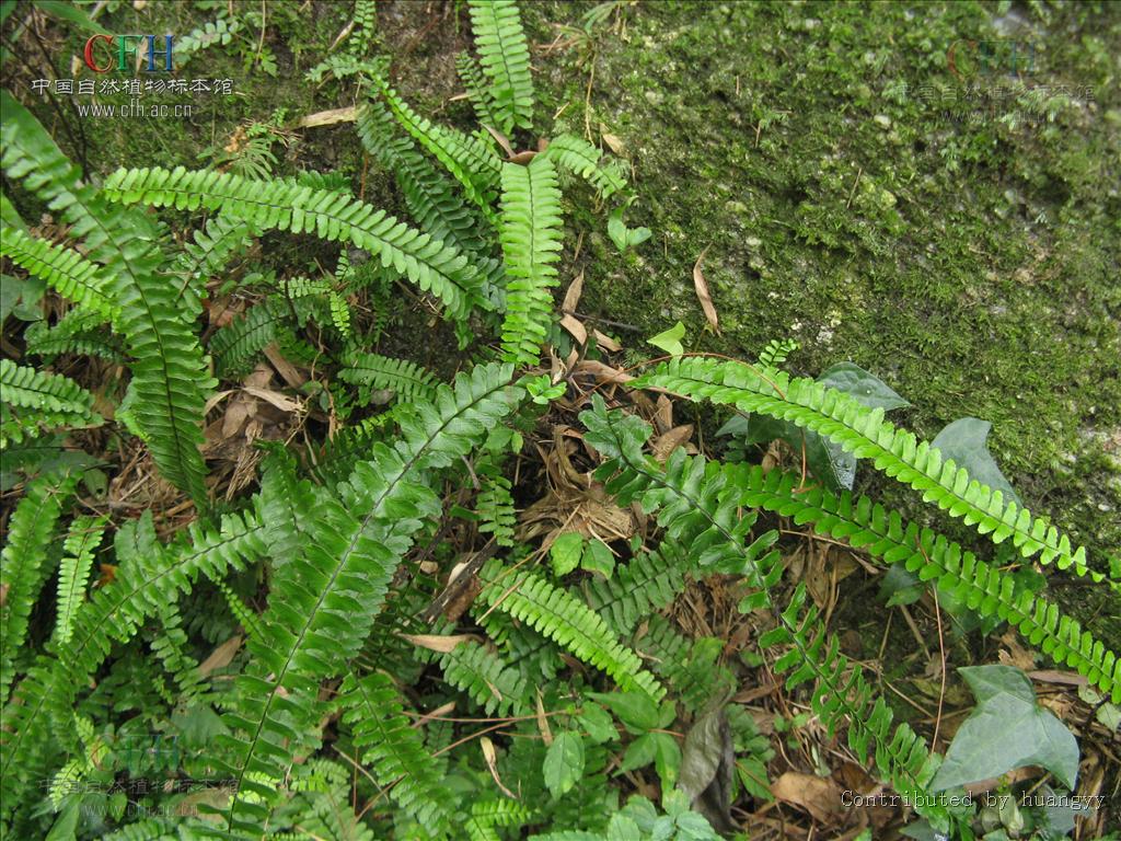  p>倒挂铁角蕨(学名:asplenium normale don)为铁角蕨属下的一个植物