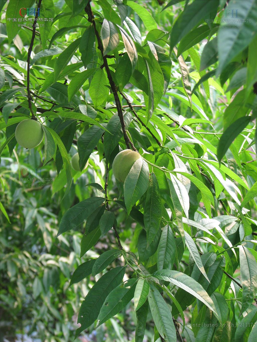  p> a target="_blank" href="/item/粘核毛桃/4255149" data-lemmaid