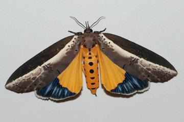  p> a href="#" data-lemmaid="1900474">臭椿皮蛾 /a>, i>eligma