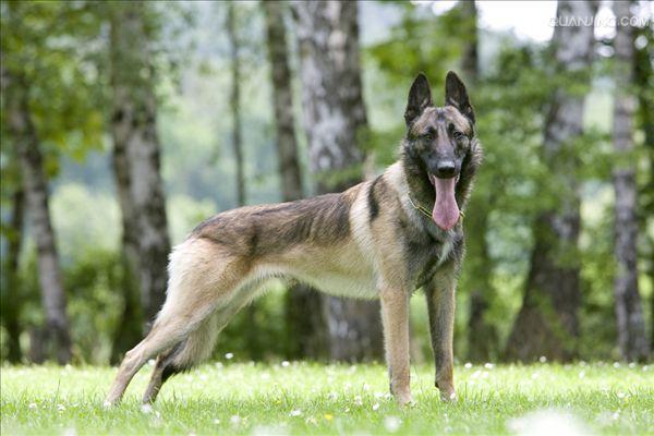 比利时坦比连犬