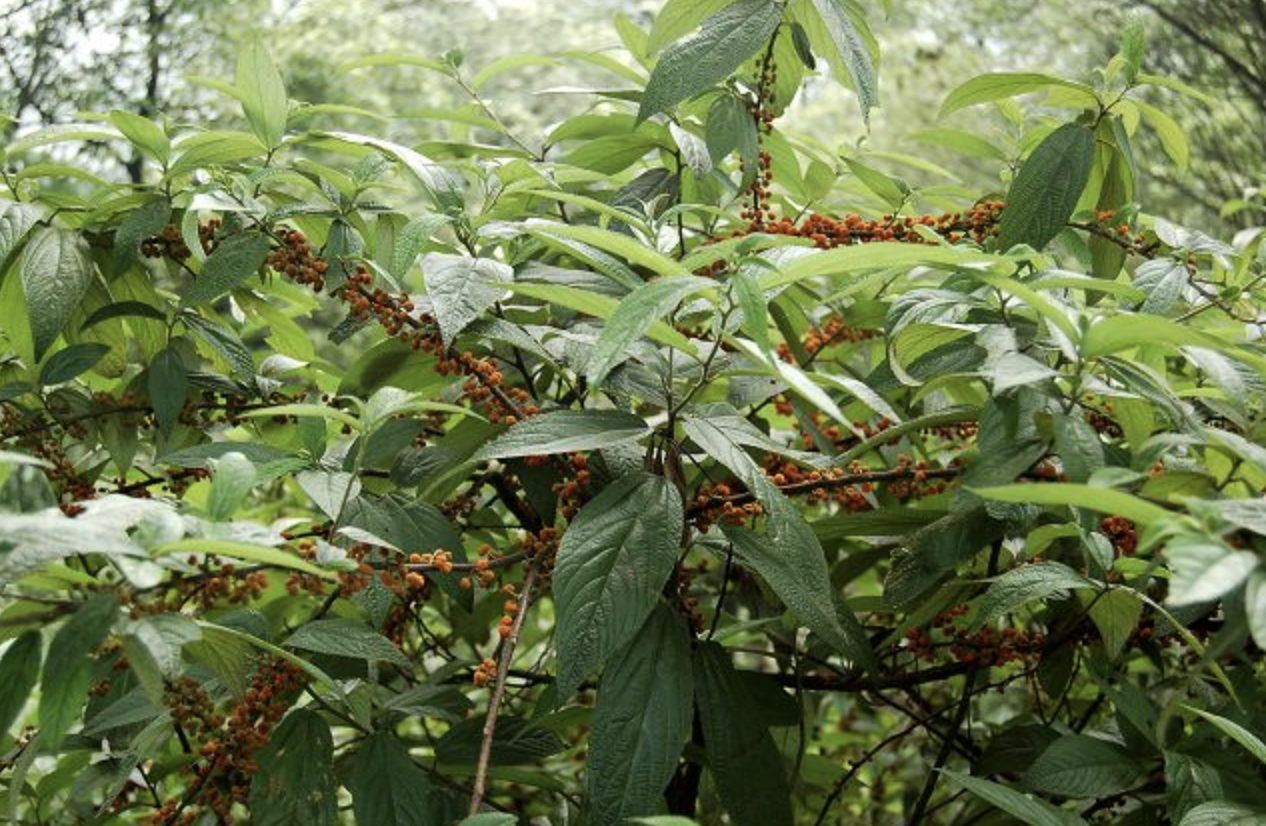  p>水麻属(学名:debregeasia gaud)是荨麻科下的一个属,灌木或小乔木