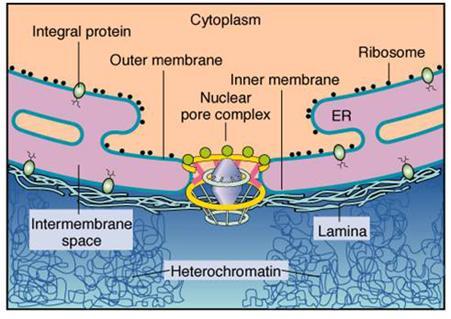 nuclear envelope