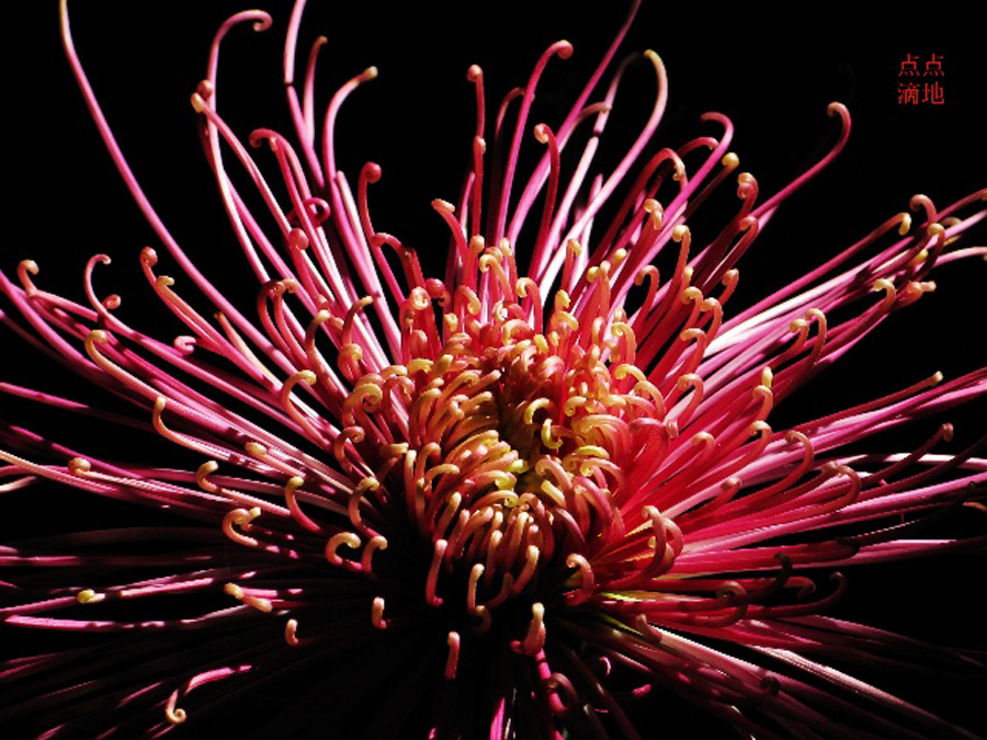  p data-id="t1w3ro7nwf3f">管子花类(舌状花为管瓣):  /p>