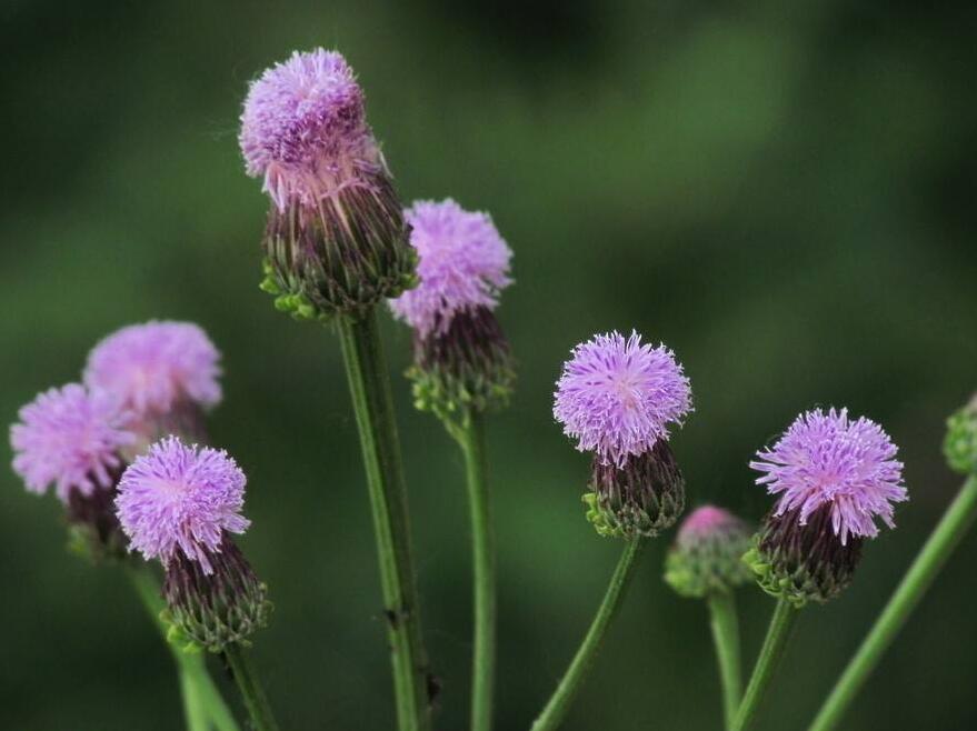 一个亚科是舌状花亚科,而另一个就是管状花亚科,该植物头状花序全部为