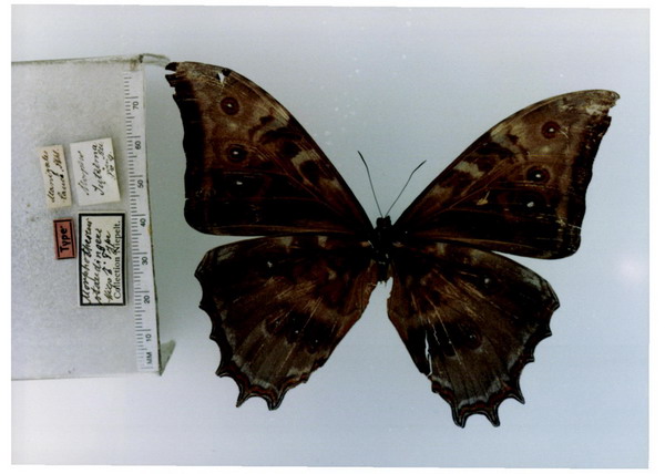  p>尼佩尔特闪蝶, i>morpho niepelti ( /i>r  ber, 1927),鳞翅目 a