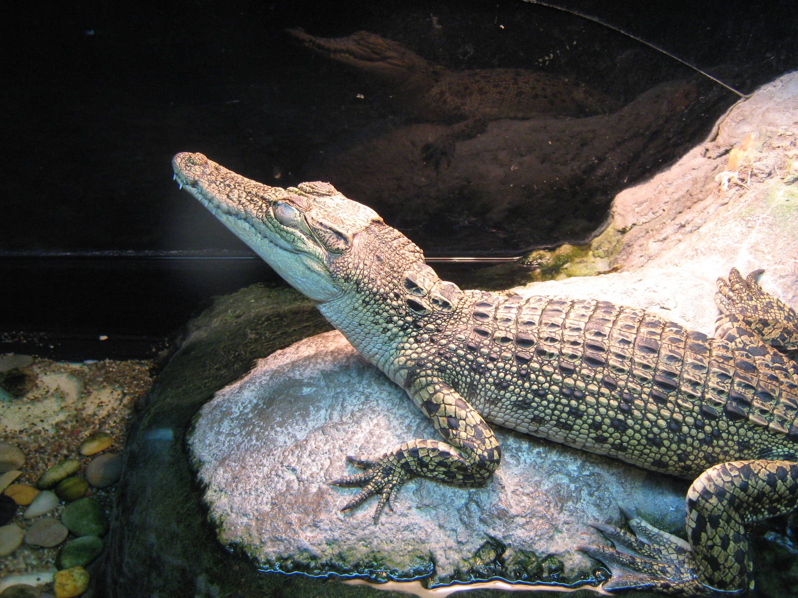  p>湾鳄(学名: i>crocodylus porosus /i>)是鳄科,鳄属的一种鳄鱼.