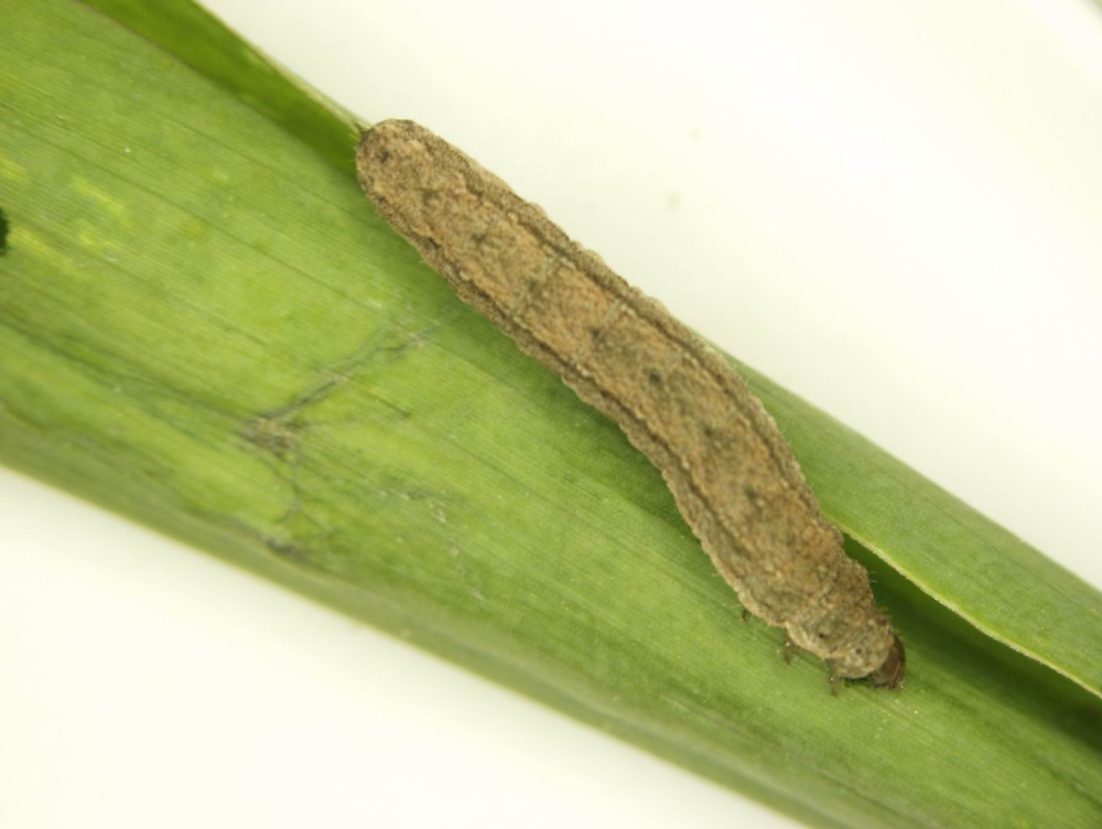 target="_blank" href="/item/夜蛾科/6243240" data-lemmaid="