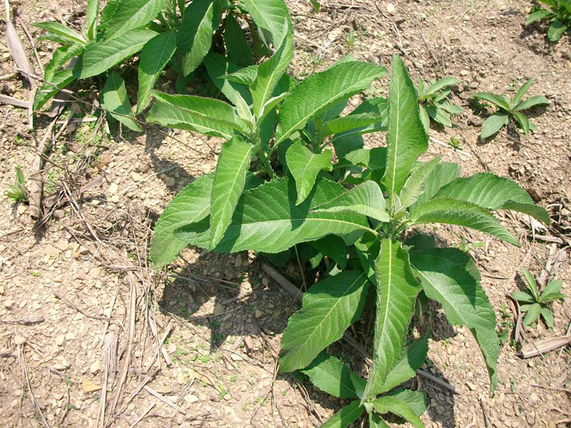  p>冰片,又名片脑,桔片,艾片,龙脑香, a target="_blank" href="/item