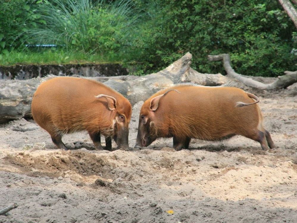  p>假面野猪(学名: i>potamochoerus larvatus /i>):体长100-150厘米