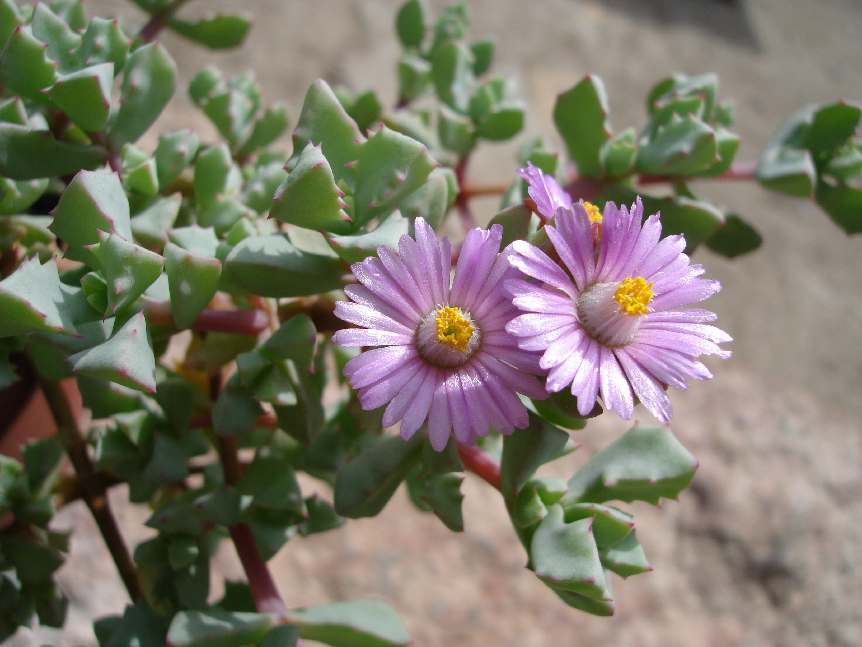  p>番杏科(学名:aizoaceae)是石竹目下的一个科,一年生或多年生草本或