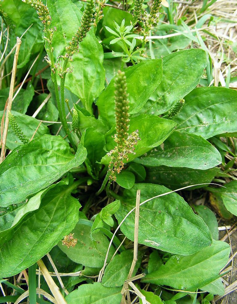  p>大车前(学名: i>plantago major /i> l.