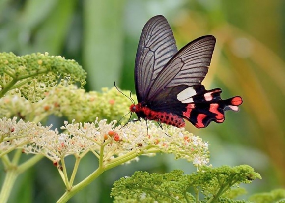  p>大红纹凤蝶.展翅宽80～90mm.