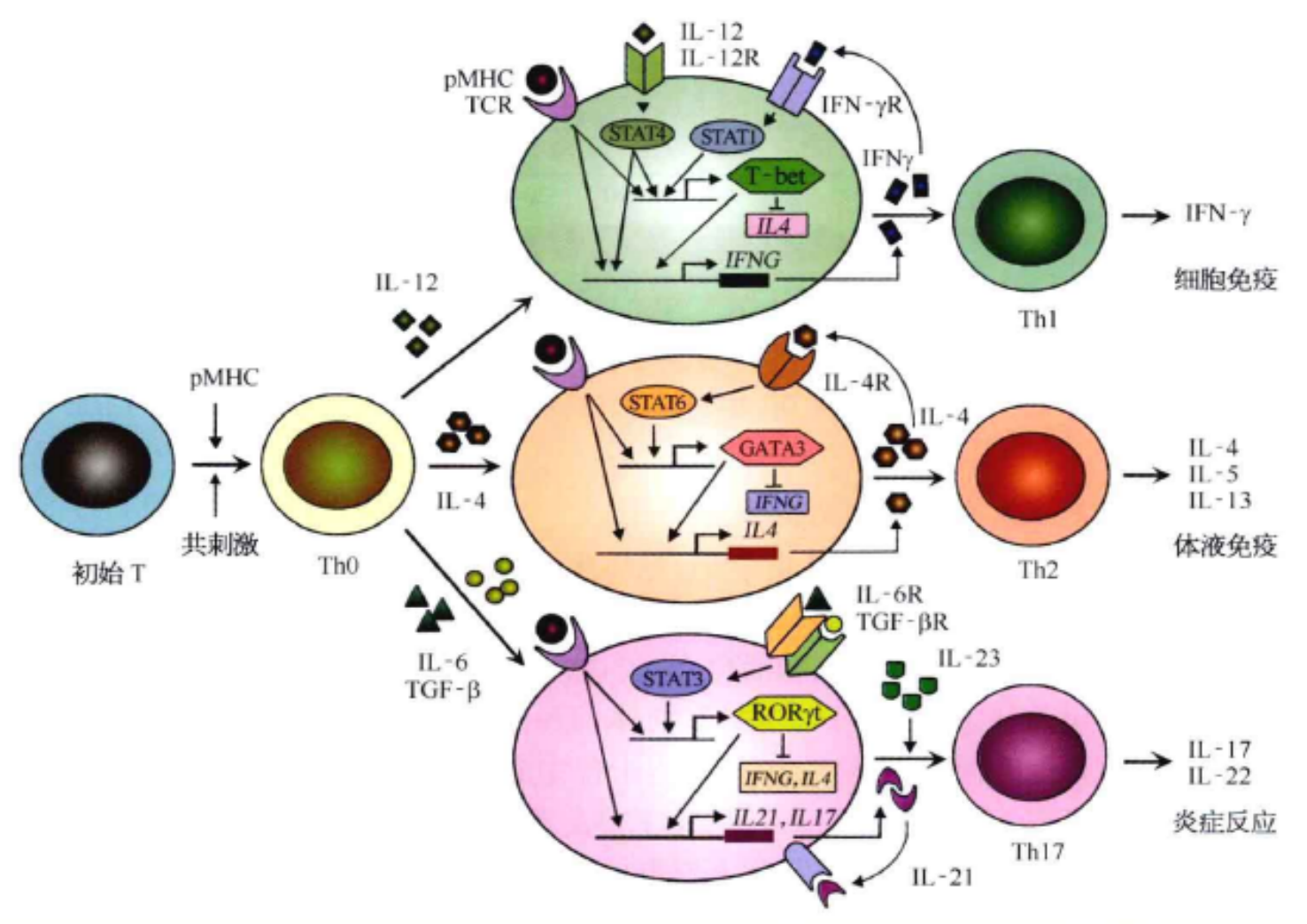  p> a target="_blank" href="/item/辅助型t细胞/15800808" data