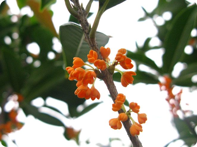  p>朱砂桂(学名: i>osmanthus fragrangs /i> c