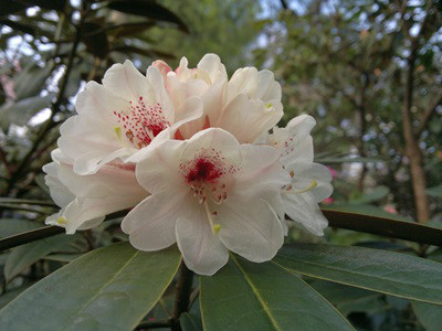  p>褐毛杜鹃(学名: i>rhododendron wasonii /i> hemsl. et wils.