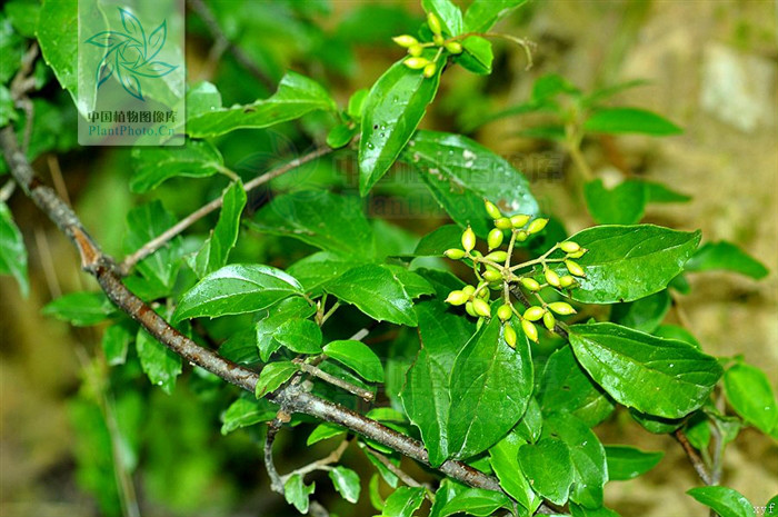  p>直角荚蒾是 a target="_blank" href="/item/臭荚蒾/8915382" data