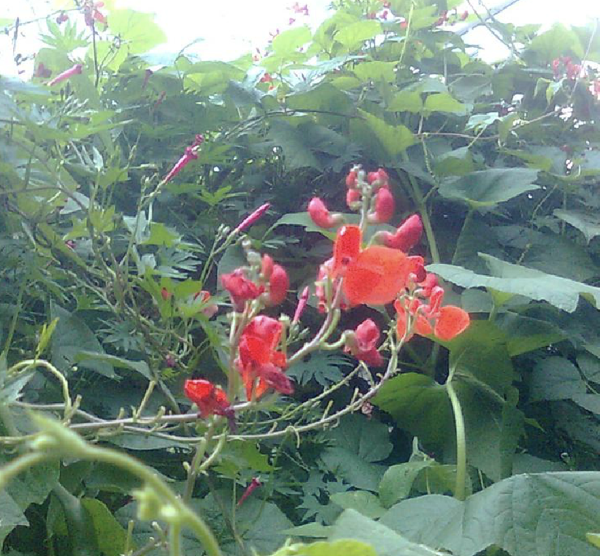  p>荷包豆(学名: i>phaseolus coccineus /i> linn.