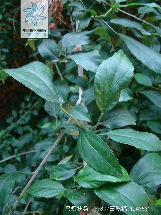  p>吊灯扶桑(学名: i>hibiscus schizopetalu /i>s  (masters) hook.