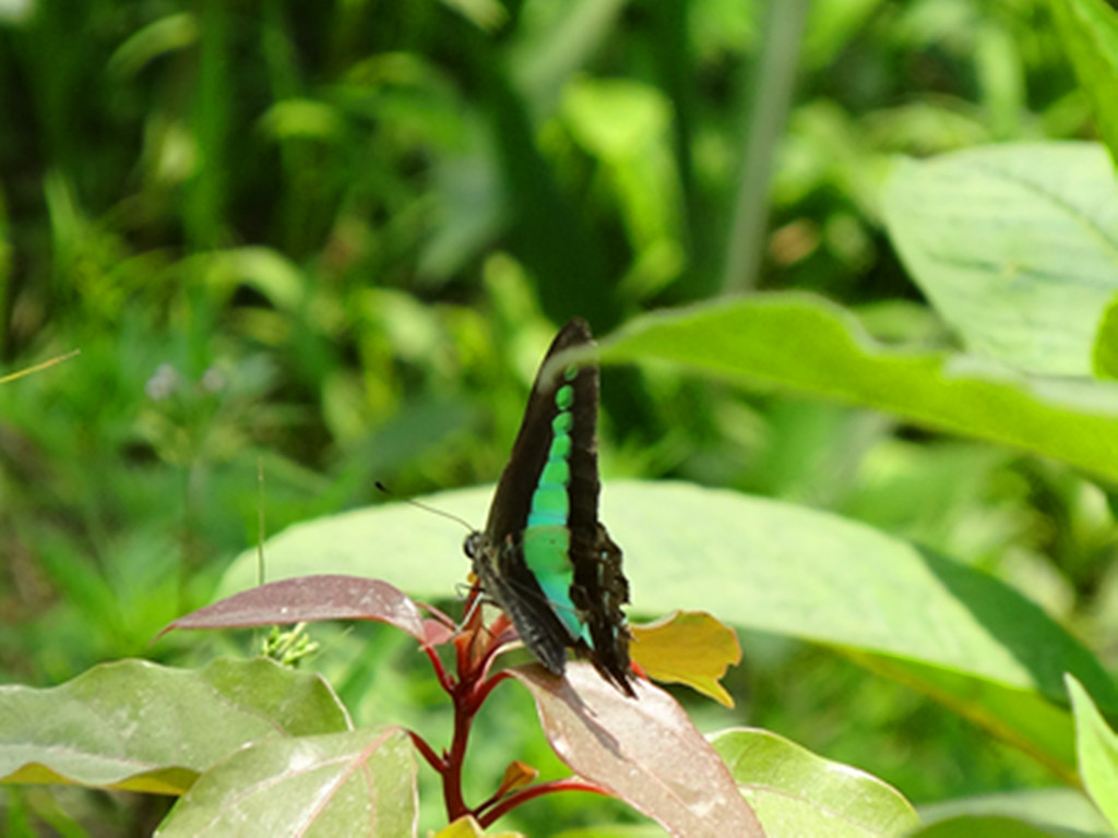  p>青凤蝶,学名graphium sarpedon ,是一种 a hr