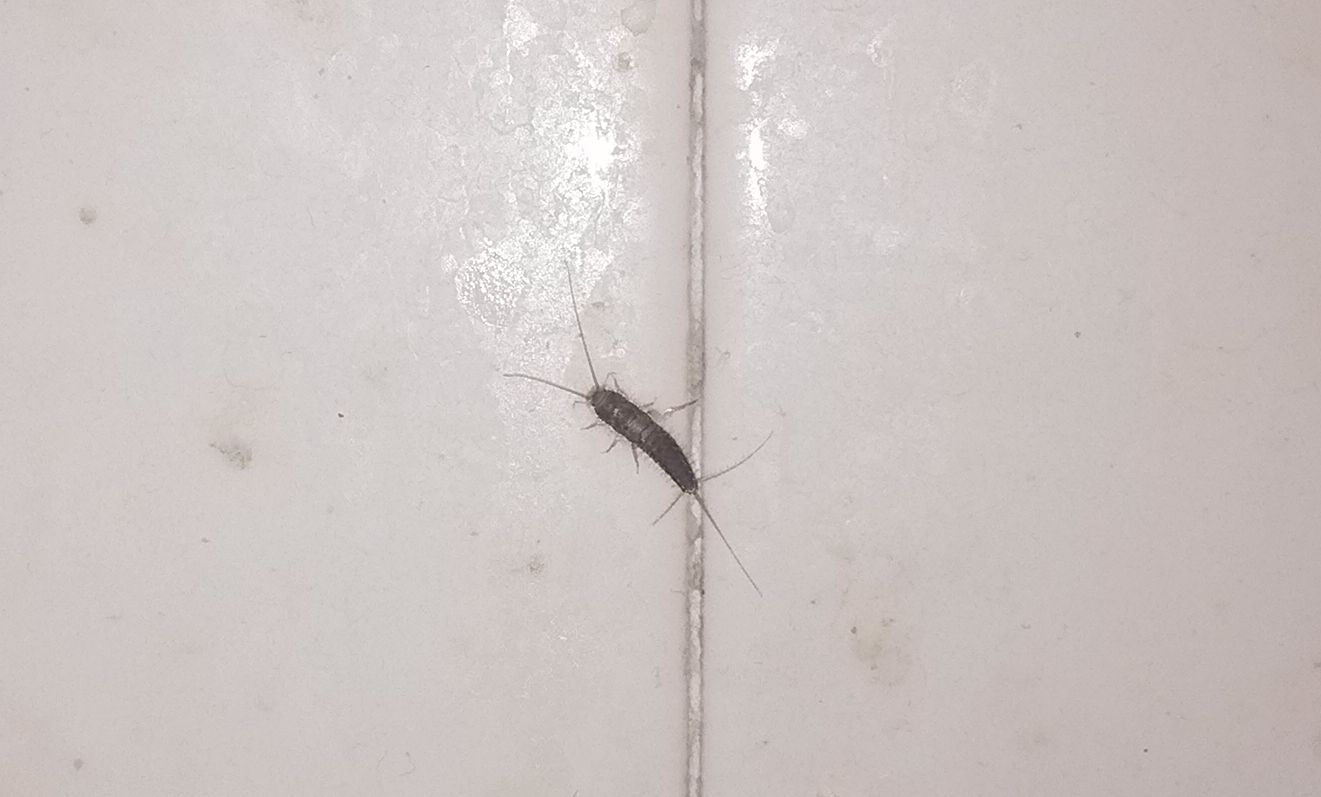  p>缨尾目(学名thysanura)指的是 a target="_blank" href="/item