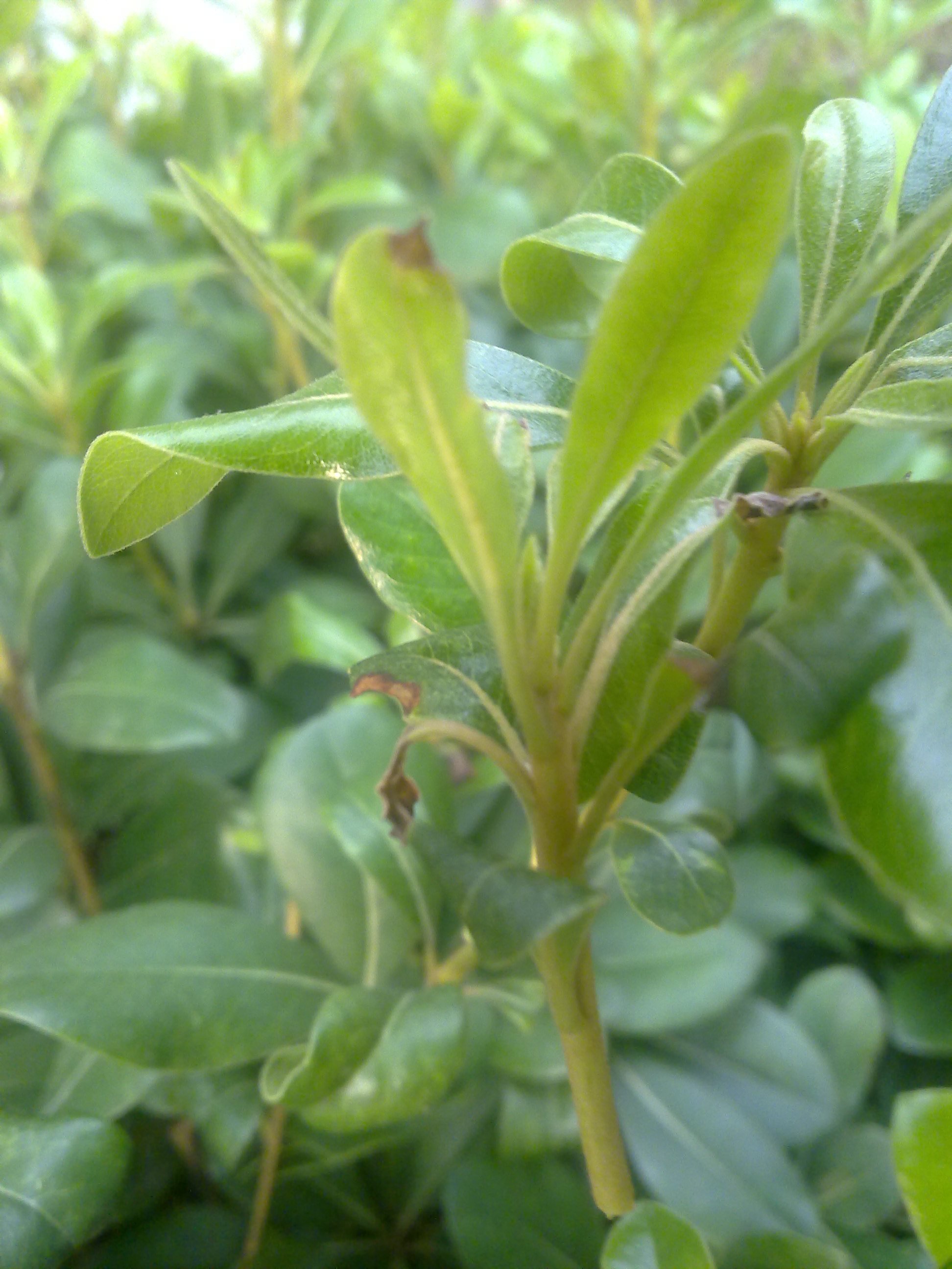  p>pittosporaceae 海桐花科,双子叶植物,9属,广布于东半球的热带和亚