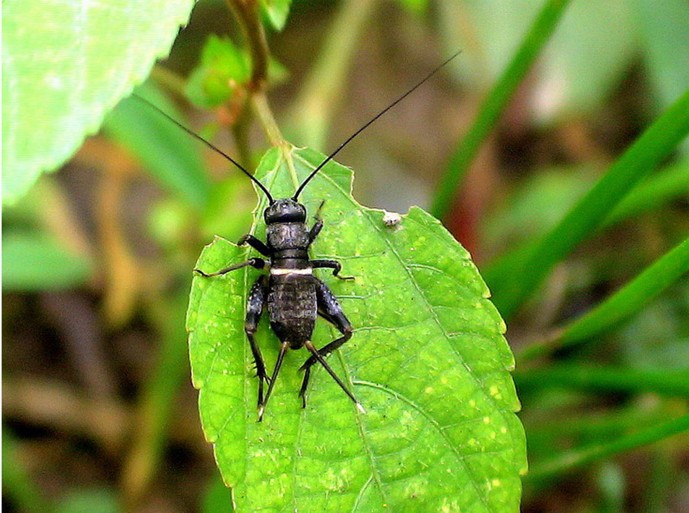 直翅目(orthoptera)
