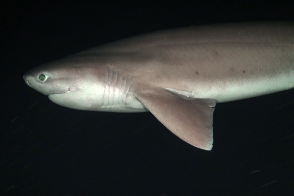  p>灰六鳃鲨(学名: i>hexanchus griseus /i>)是六鳃鲨科,六鳃鲨属