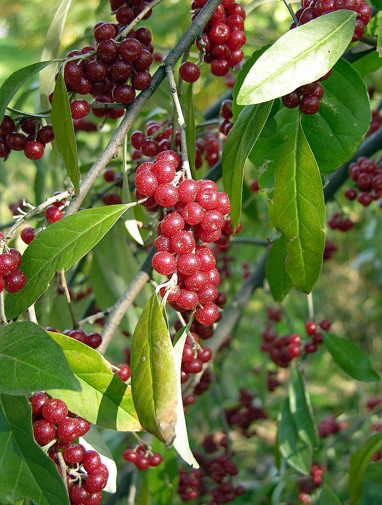  p> a href="#">胡颓子科 /a> a href="#">沙棘属 /a>(学名: i>