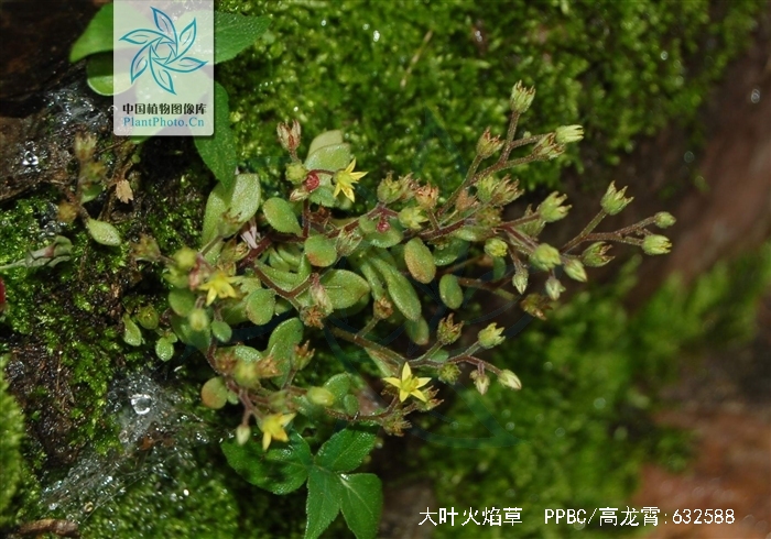  p>大叶火焰草(sedum drymarioides hance)是属于 a target="_blank"