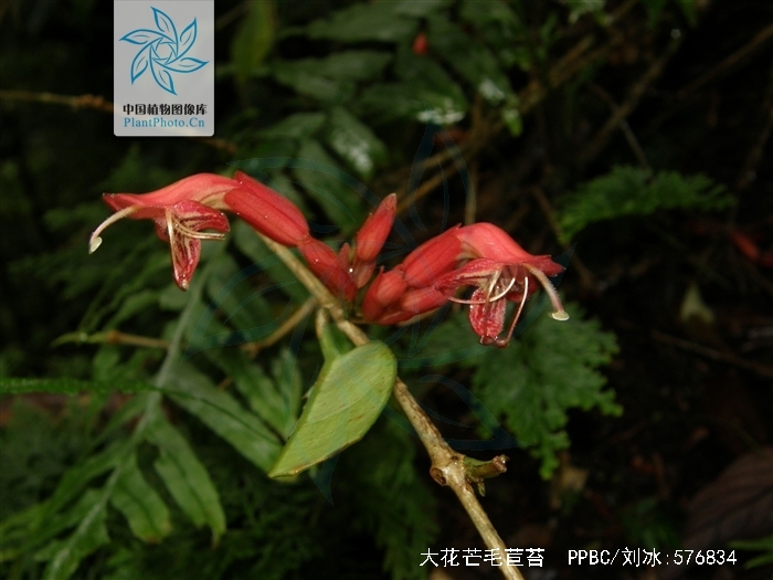 大花芒毛苣苔