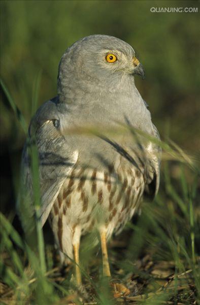  p>乌灰鹞(学名: i>circus pygargus /i>)为隼形目,鹰科鹞属的鸟类.