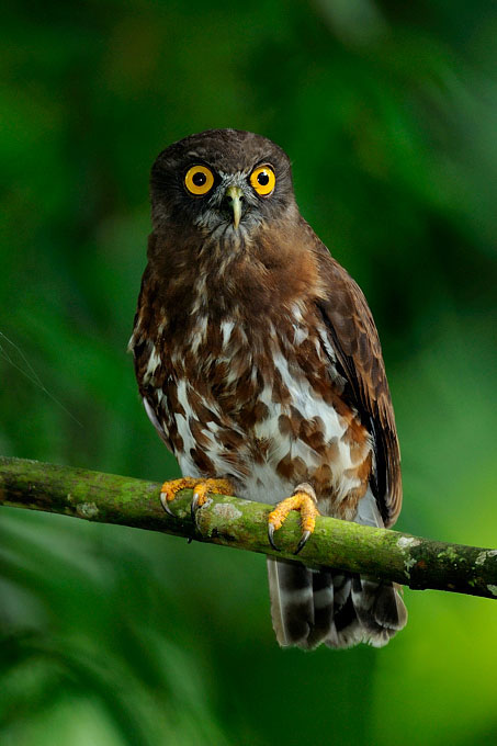  p>鹰鸮(学名: i>ninox scutulata /i>):共有11个亚种.