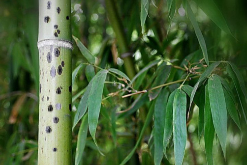 斑竹（禾本科刚竹属竹类植物）_百度百科