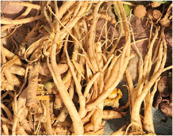 益气,补气补肺,祛痰止咳的作用,可以治疗肺虚咳嗽,气虚乏力,虚劳内伤