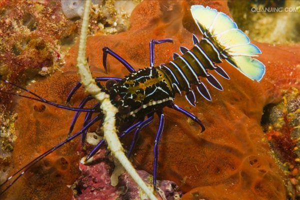 蓝龙虾