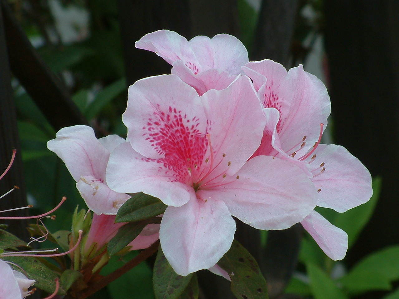 rhododendron minyaense philip. et m. n. philip.