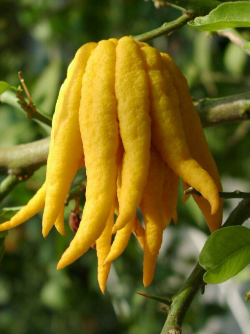 佛手柑：天赐的颜值，卓群的功效_百科TA说