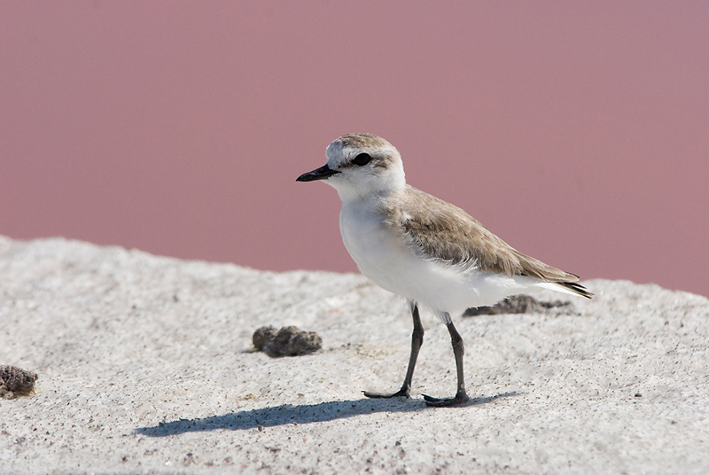 charadrius marginatus