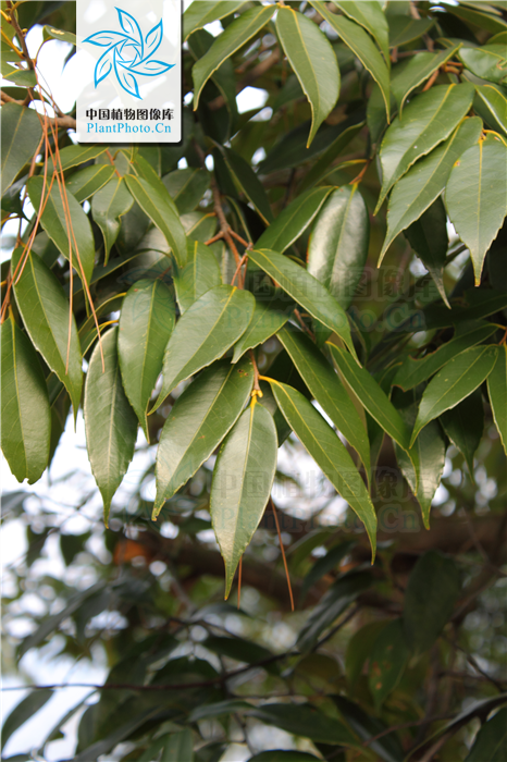 p>红背甜槠(学名:castanopsis eyrei (champ.) tutch.