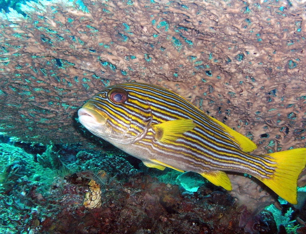  p>条斑胡椒鲷(学名: i>plectorhinchus vittatus /i>):一种热带地区