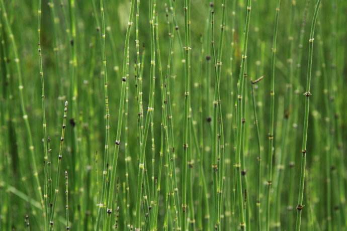 horsetails