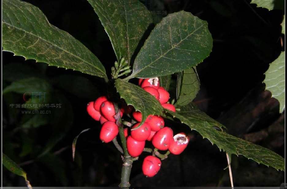  p>桃叶珊瑚( i>aucuba chinensis /i> benth.