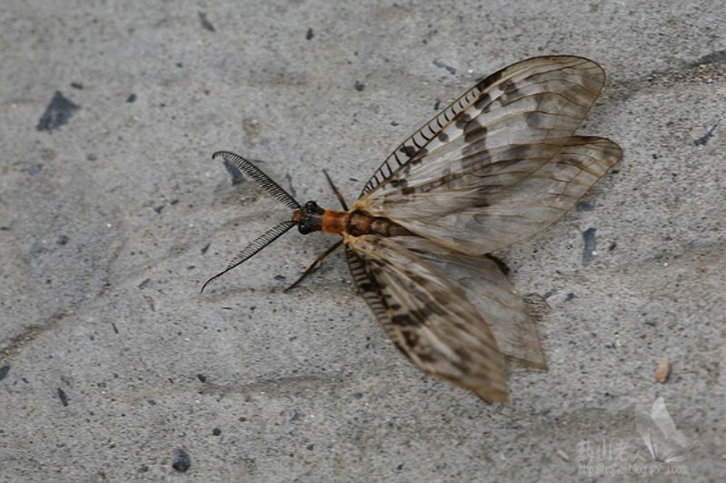  p>泥蛉科,通称为 a href="#" data-lemmaid="4102574">泥蛉 /a>.