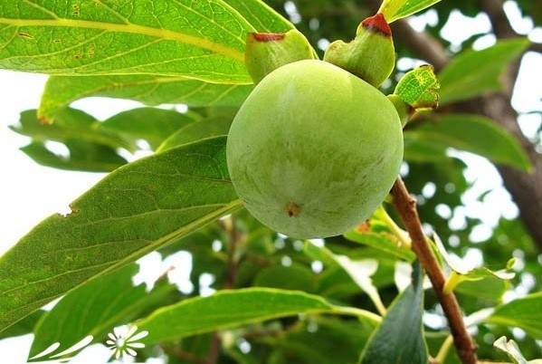  p>油柿,拉丁学名:diospyros oleifera cheng,别名漆柿,青椑,乌椑
