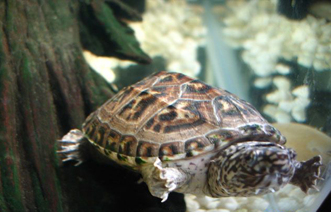 chiapas giant musk turtle