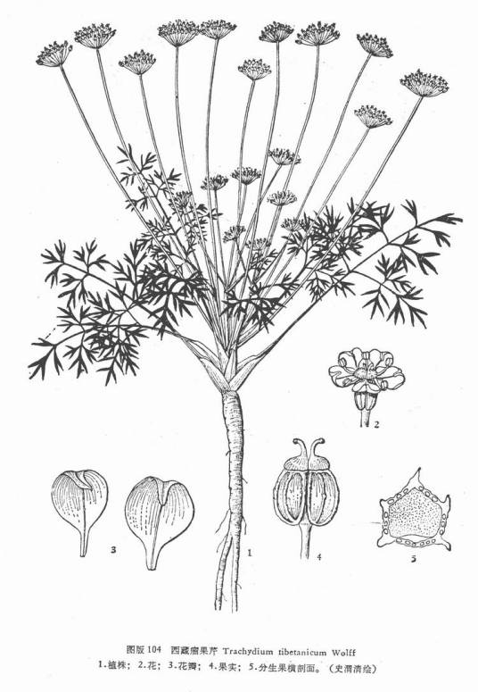 西藏瘤果芹_百度百科